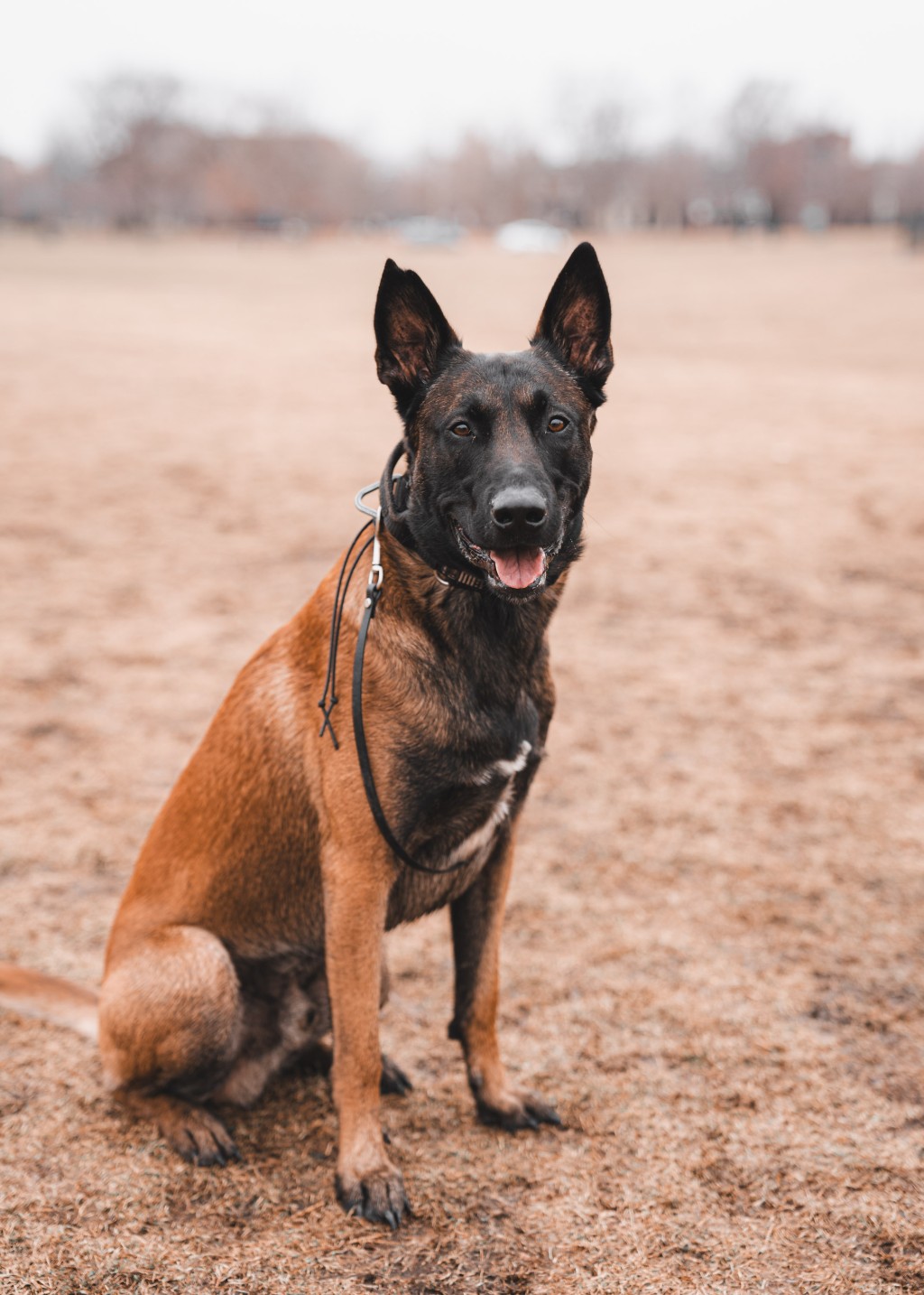 Humboldt Park Doggies February 2nd 2025